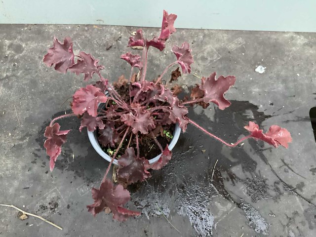 Assortiment vaste planten en bodembedekkers - astilbe - heuchera - nepeta (x95) - afbeelding 2 van  4
