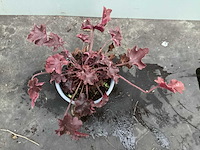 Assortiment vaste planten en bodembedekkers - astilbe - heuchera - nepeta (x95) - afbeelding 2 van  4