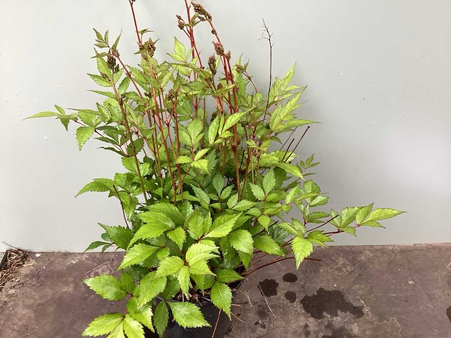 Assortiment vaste planten en bodembedekkers - astilbe - heuchera - nepeta (x95) - afbeelding 3 van  4