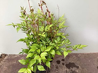 Assortiment vaste planten en bodembedekkers - astilbe - heuchera - nepeta (x95) - afbeelding 3 van  4