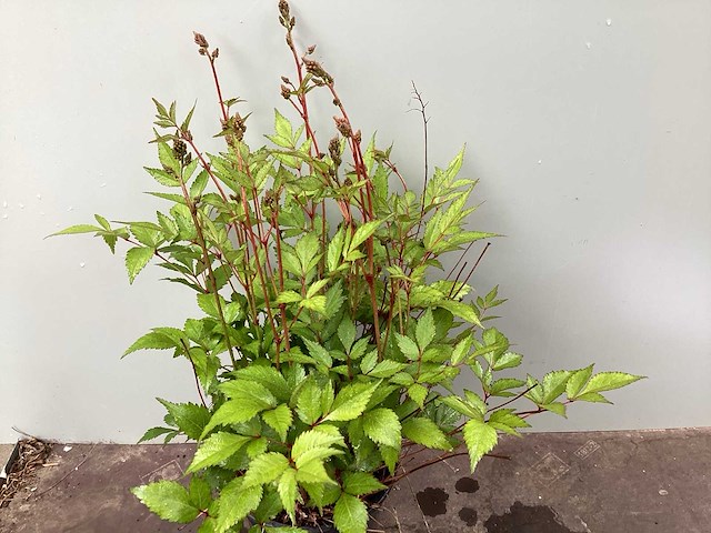 Assortiment vaste planten en bodembedekkers - astilbe - heuchera - nepeta (x95) - afbeelding 4 van  4