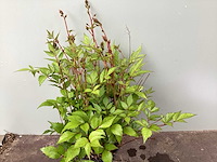 Assortiment vaste planten en bodembedekkers - astilbe - heuchera - nepeta (x95) - afbeelding 4 van  4