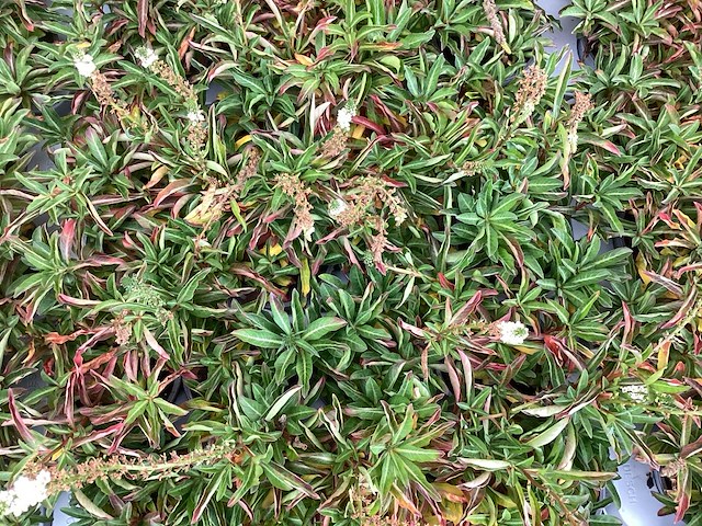 Assortiment vaste planten en bodembedekkers - erodium - isothoma -lysimachia- sedum - aster - walsteinia (x300) - afbeelding 6 van  7