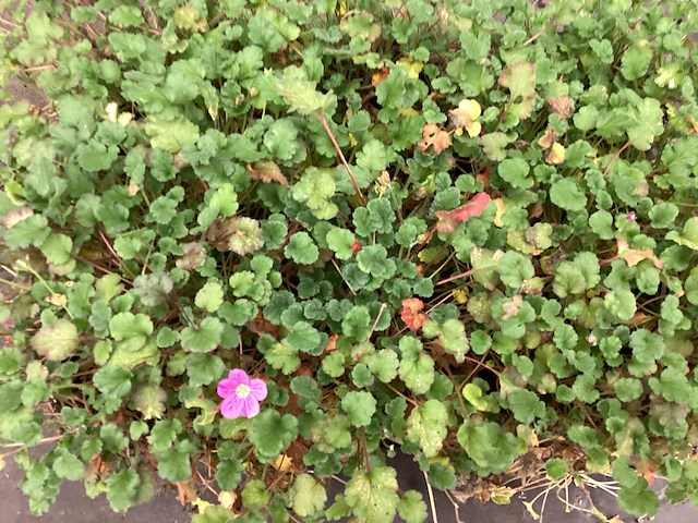 Assortiment vaste planten en bodembedekkers - erodium - isothoma -lysimachia- sedum - aster - walsteinia (x300) - afbeelding 1 van  7