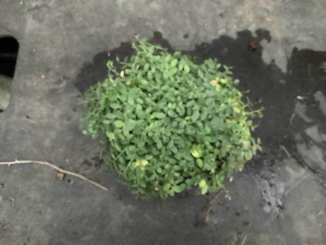 Assortiment vaste planten en bodembedekkers - erodium - isothoma -lysimachia- sedum - aster - walsteinia (x300) - afbeelding 2 van  7