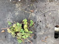 Assortiment vaste planten en bodembedekkers - erodium - isothoma -lysimachia- sedum - aster - walsteinia (x300) - afbeelding 5 van  7