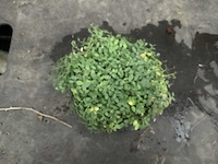 Assortiment vaste planten en bodembedekkers - erodium - isothoma -lysimachia- sedum - aster - walsteinia (x300) - afbeelding 2 van  7