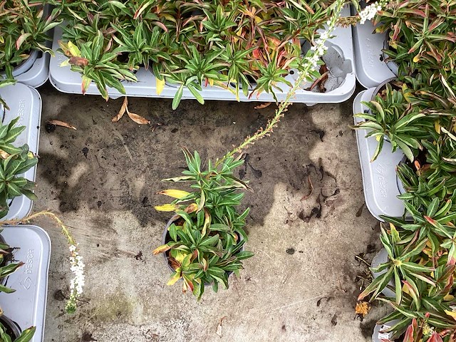 Assortiment vaste planten en bodembedekkers - erodium - isothoma -lysimachia- sedum - aster - walsteinia (x300) - afbeelding 7 van  7