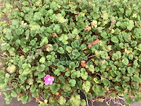 Assortiment vaste planten en bodembedekkers - erodium -sedum - aster - walsteinia (x200)