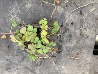 Assortiment vaste planten en bodembedekkers - erodium -sedum - aster - walsteinia (x200) - afbeelding 3 van  5