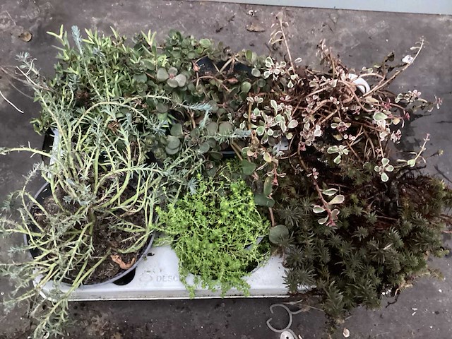 Assortiment vaste planten en bodembedekkers - erodium -sedum - aubretia- asters (x200) - afbeelding 2 van  5