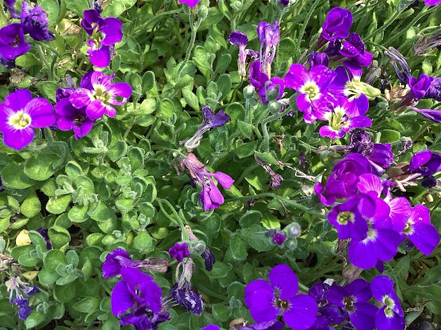 Assortiment vaste planten en bodembedekkers - erodium -sedum - aubretia- asters (x200) - afbeelding 5 van  5