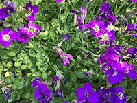 Assortiment vaste planten en bodembedekkers - erodium -sedum - aubretia- asters (x200) - afbeelding 5 van  5