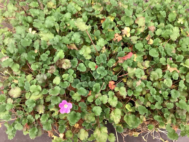 Assortiment vaste planten en bodembedekkers - erodium -sedum - aubretia- asters (x200) - afbeelding 1 van  5