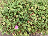 Assortiment vaste planten en bodembedekkers - erodium -sedum - aubretia- asters (x200)