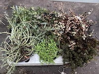 Assortiment vaste planten en bodembedekkers - erodium -sedum - aubretia- asters (x200) - afbeelding 2 van  5