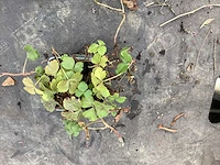 Assortiment vaste planten en bodembedekkers - erodium -sedum - aubretia- asters (x200) - afbeelding 3 van  5
