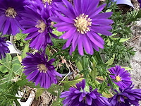 Asters (100x) - afbeelding 1 van  1