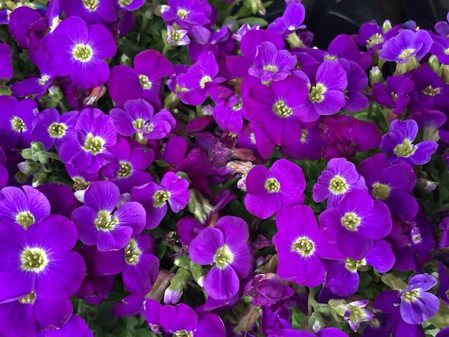 Aubretia (100x) - afbeelding 1 van  1