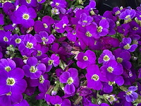 Aubretia (100x) - afbeelding 1 van  1