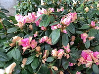 Azalea (30x) - afbeelding 2 van  3