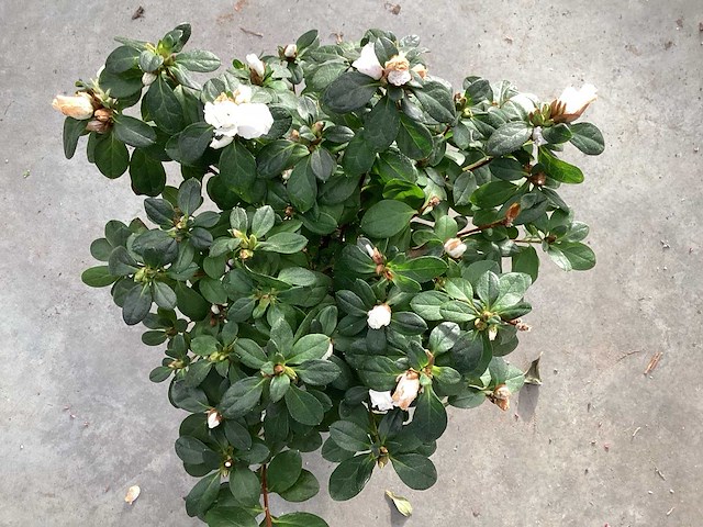 Azalea (30x) - afbeelding 1 van  3