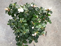 Azalea (30x) - afbeelding 1 van  3