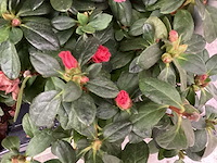 Azalea (30x) - afbeelding 3 van  3