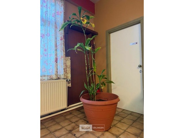 Bamboe ± 200 cm - afbeelding 1 van  1