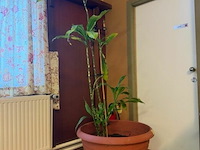 Bamboe ± 200 cm - afbeelding 1 van  1