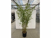 Bamboe met pot (10x) - afbeelding 2 van  3