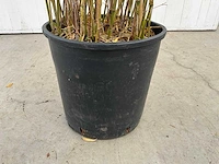 Bamboe met pot (10x) - afbeelding 3 van  3
