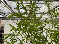 Bamboe met pot (5x) - afbeelding 3 van  4