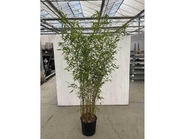 Bamboe met pot (5x) - afbeelding 2 van  4