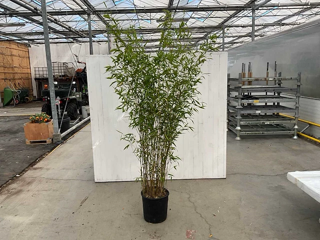 Bamboe met pot (5x) - afbeelding 1 van  4