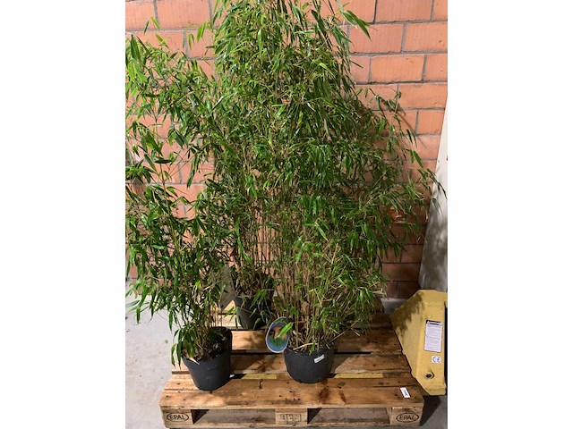 Bamboe - afbeelding 1 van  3