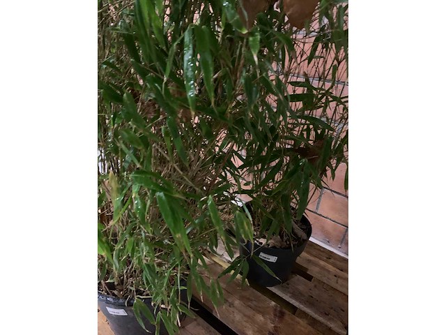 Bamboe - afbeelding 2 van  3