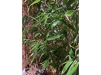 Bamboe - afbeelding 3 van  3