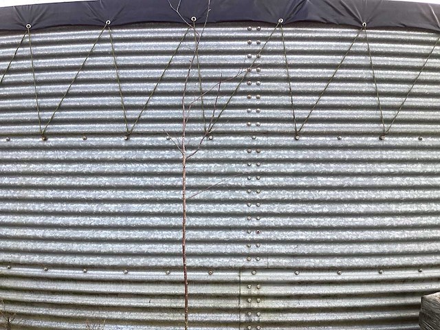 Berken 180-200 (50x) - afbeelding 1 van  2