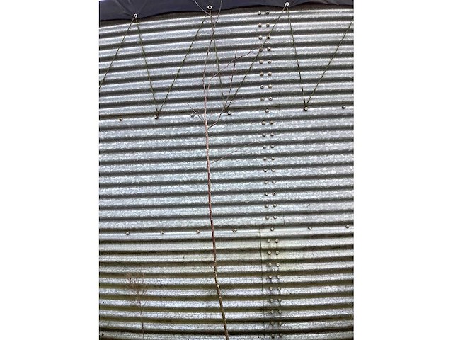 Berken 180-200 (50x) - afbeelding 2 van  2