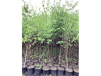 Berken 180-200 (50x) - afbeelding 2 van  2