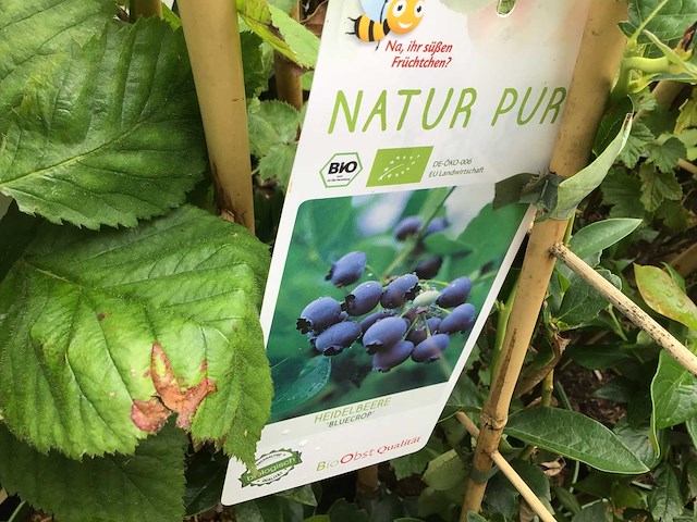 Bessenstruiken (x5) - afbeelding 1 van  3