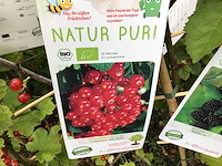 Bessenstruiken (x5) - afbeelding 3 van  3