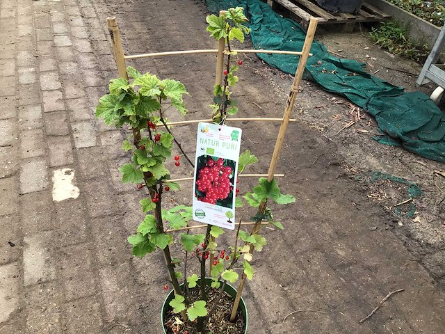Bessenstruiken (x5) - afbeelding 2 van  3