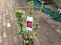 Bessenstruiken (x5) - afbeelding 2 van  3
