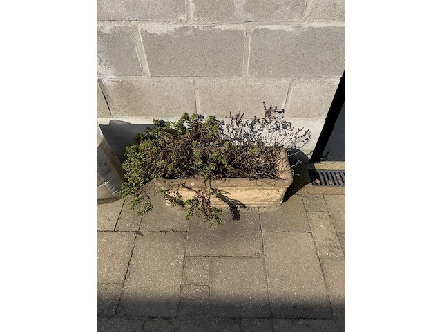 Betonnen plantenbakken - afbeelding 2 van  4