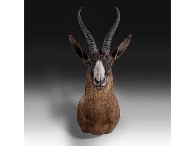Black springbuck (antidorcas marsupialis), shoulder mount, taxidermy trophy, h 70 cm - afbeelding 1 van  3