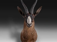 Black springbuck (antidorcas marsupialis), shoulder mount, taxidermy trophy, h 70 cm
