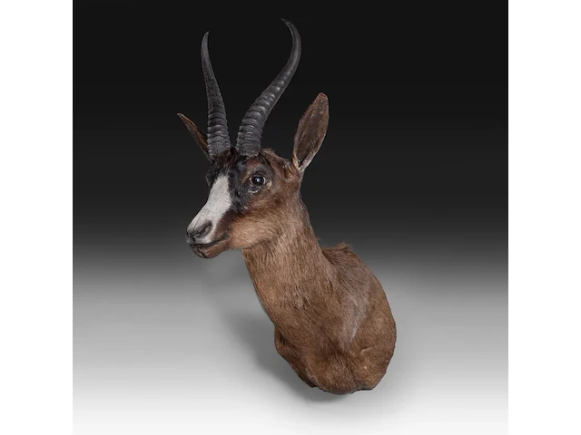 Black springbuck (antidorcas marsupialis), shoulder mount, taxidermy trophy, h 70 cm - afbeelding 2 van  3