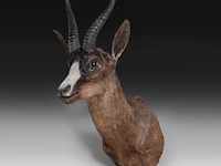 Black springbuck (antidorcas marsupialis), shoulder mount, taxidermy trophy, h 70 cm - afbeelding 2 van  3